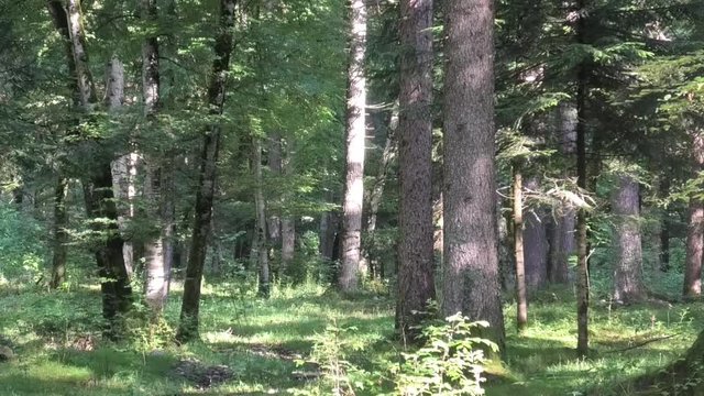 suoni e colori del bosco prealpino all'alba