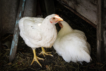 white chicken in the backyard of a home farm