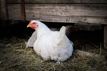white chicken in the backyard of a home farm