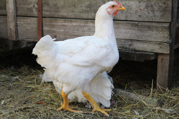 white chicken in the backyard of a home farm