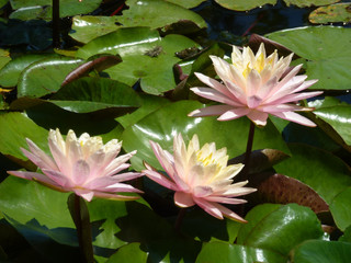Pink lotuses on the water surface