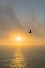 Fototapeta na wymiar Gabbiano e tramonto