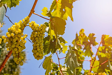 Beautiful grape shrub in the sunlight view.