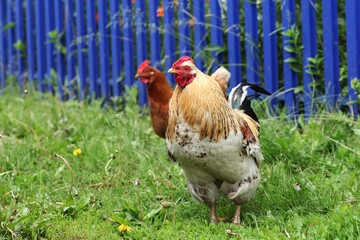 Colorful domestic hen and cock near the fence