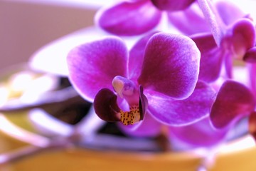 Orchidee