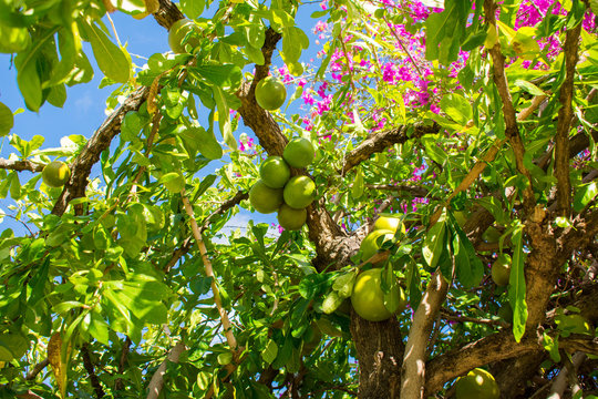 Cannonball tree (Couroupita guianensis) with green fruits in Oeiras, Piaui - Brazil