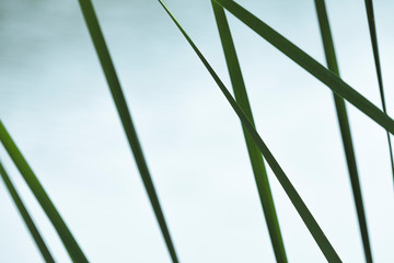 Fototapeta premium Abstract natural photo with green grass