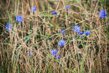 Blue flowers of chicory