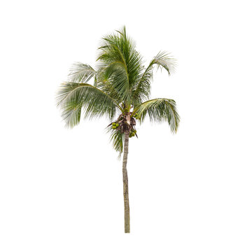 Coconut palm tree photo isolated on white