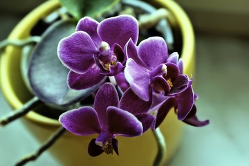 Orchidee