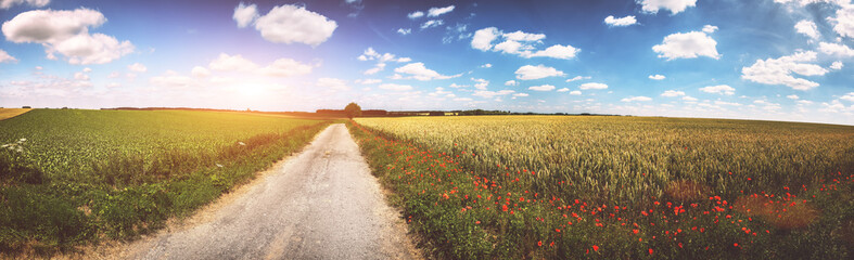 Panoramic summer landscape with country road and poppy flowers