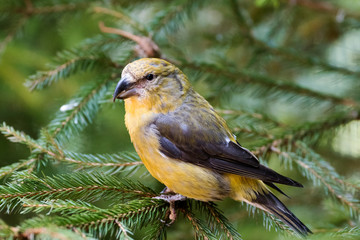 Fichtenkreuzschnabel