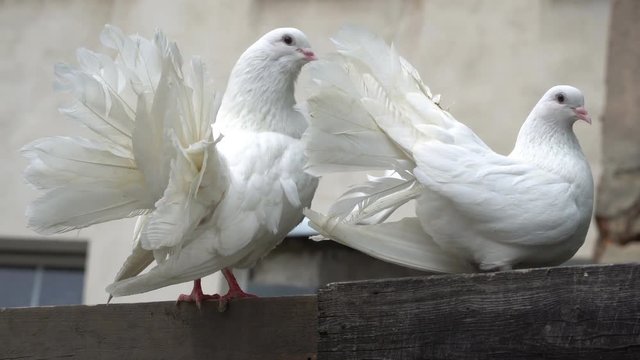 Two white pigeons are sitting on a wooden fence.