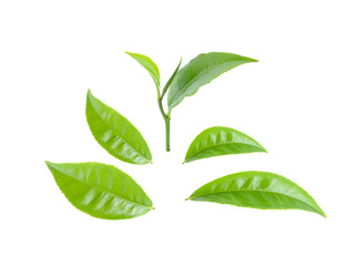 Green tea leaf collection isolated on white background