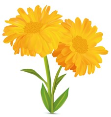 3d realistic calendula with green leaf on white background. Marigold flowers. Vector illustrator. Calendula close up. - obrazy, fototapety, plakaty