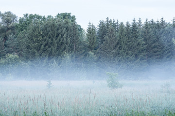 trees in the fog