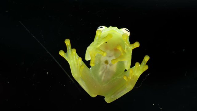 Fleischmann's glass frog body anatomy bottom view.  Hyalinobatrachium fleischmanni, the Fleischmann's glass frog or northern glass frog, is a species of frog in the family Centrolenidae.