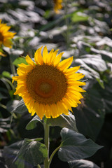 beautiful sunflowers field in zaragoza spain sunflowers field