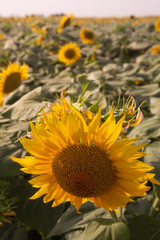 beautiful sunflowers field in zaragoza spain sunflowers field