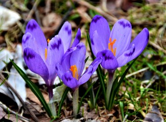 close up with crocuses in the forest