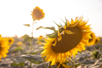 beautiful sunflowers field in zaragoza spain sunflowers field