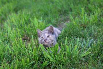 Naklejka na ściany i meble little kitten lying in the grass on the lawn. playing with grass
