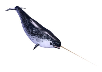 3D Rendering Male Narwhal on White © photosvac