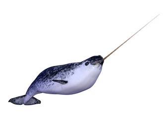 3D Rendering Male Narwhal on White © photosvac