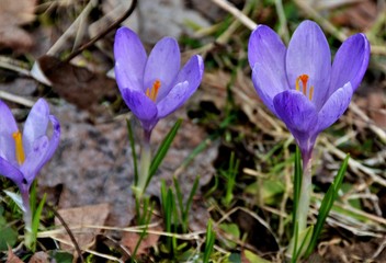close up with crocuses in the forest