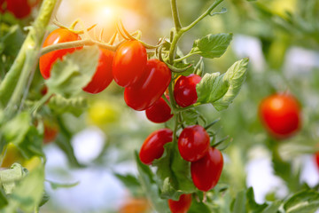red tomatoes on the vine
