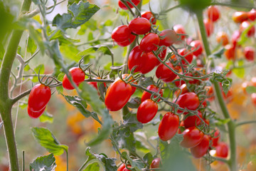 red tomatoes on the vine