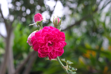 Pink roses and natural background blur.