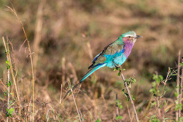 Lilac-breasted roller holding on to small twig in Maasai Mara triangle