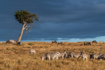 Fototapeta na wymiar Beautiful landscapes during great migration season in Maasai Mara triangle 