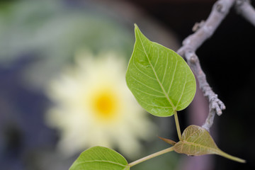 Closeup, green leaves, background blur, lotus flower