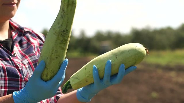 Woman farmer in blue gloves holding freshly harvested zucchini in the field on the background of a working tractor. Farmer's hands with freshly harvested zucchini. Growing eco-friendly products.