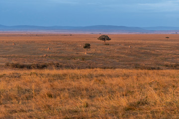 Fototapeta na wymiar Beautiful landscapes during great migration season in Maasai Mara triangle 