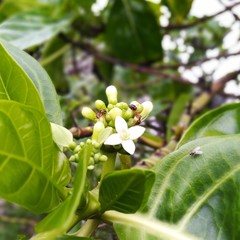 Morinda officinalis, also known as Indian mulberry is a plant in the genus Morinda.