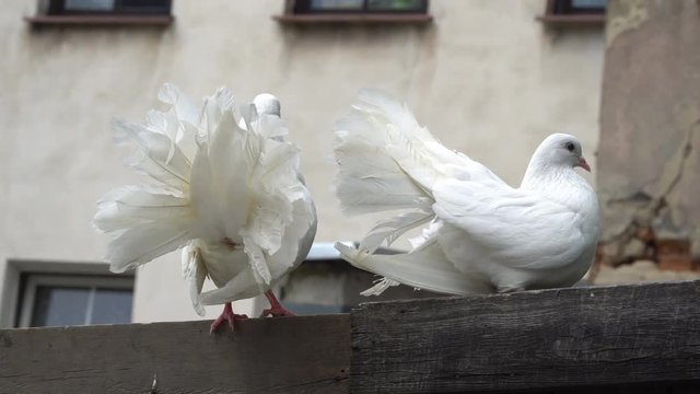 Two white pigeons are sitting on a wooden fence.