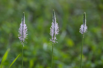 Plantain blooms. Blooming hoary plantain on a meadow. Plantago media.