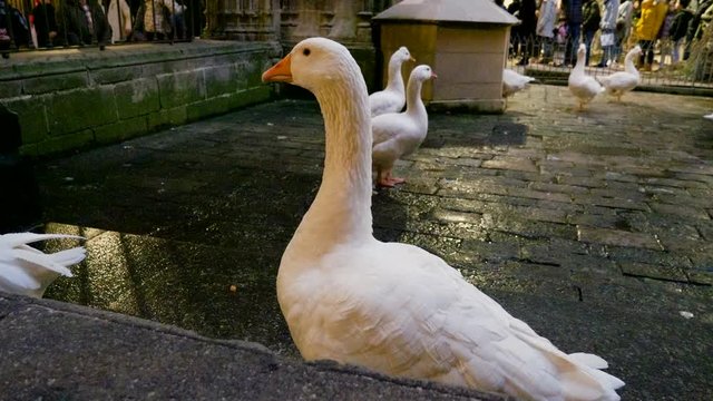 White geese on the streets of Barcelona in Spain. 4K