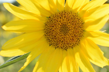 sunflower isolated on white background