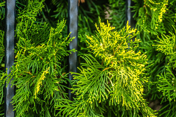 Green leaves are evergreen plants Thuja