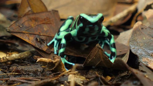 Green and black poison dart frog in its natural habitat in the Caribbean.  Known as the Green and Black Poison Arrow Frog, is a brightly endangered colored member of the order Anura.