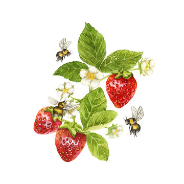 Strawberry isolated on whit background. Bright watercolor illustration of colorful juicy strawberries.