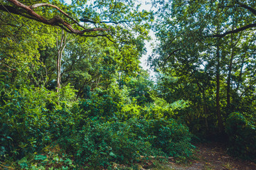 ancient forest for environmental themes