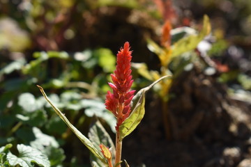 red flowers in the garden