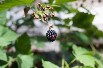 blackberry fruit close up. 