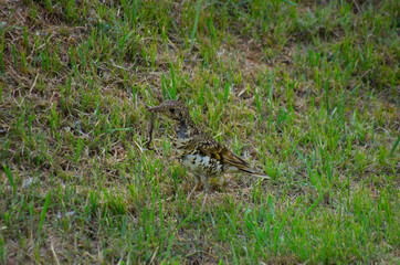 bird eating earthworm