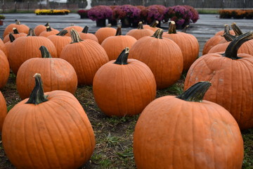 pumpkins for sale at farmers market